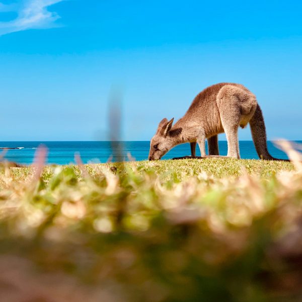 pexels-luis-la-8858273